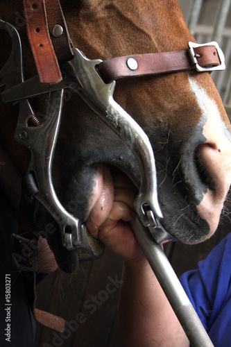 Zahnbehandlung beim Pferd © Ilka Burckhardt