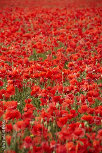 Poppies