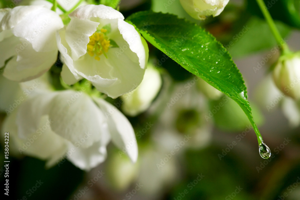 Drop on the blossom. Drop on the blossom.