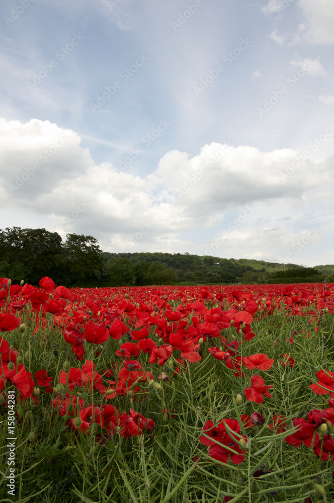 Poppy Field