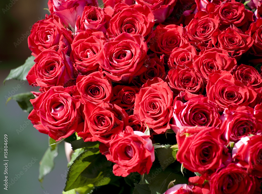Red roses Red roses