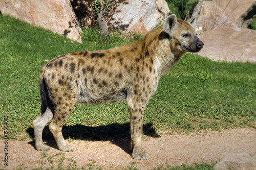 Perfil de un carnívoro
