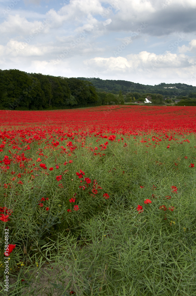 Obraz premium Poppy Field