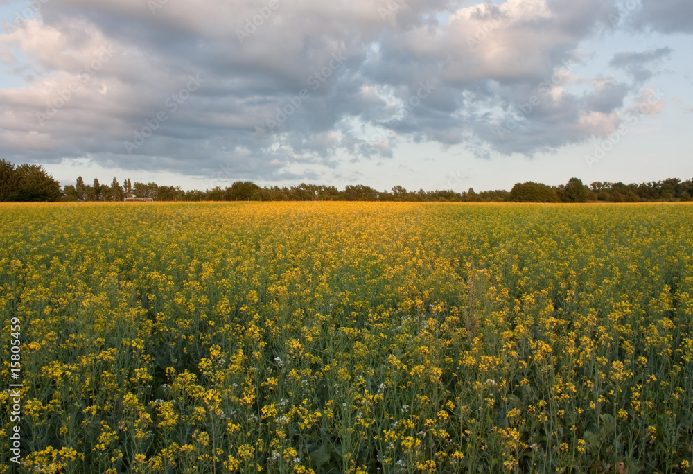 Yellow Field At Dusk Yellow Field At Dusk