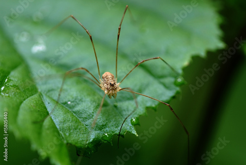 daddy long legs spider (Opiliones or Phalangida) © Sergey Toronto