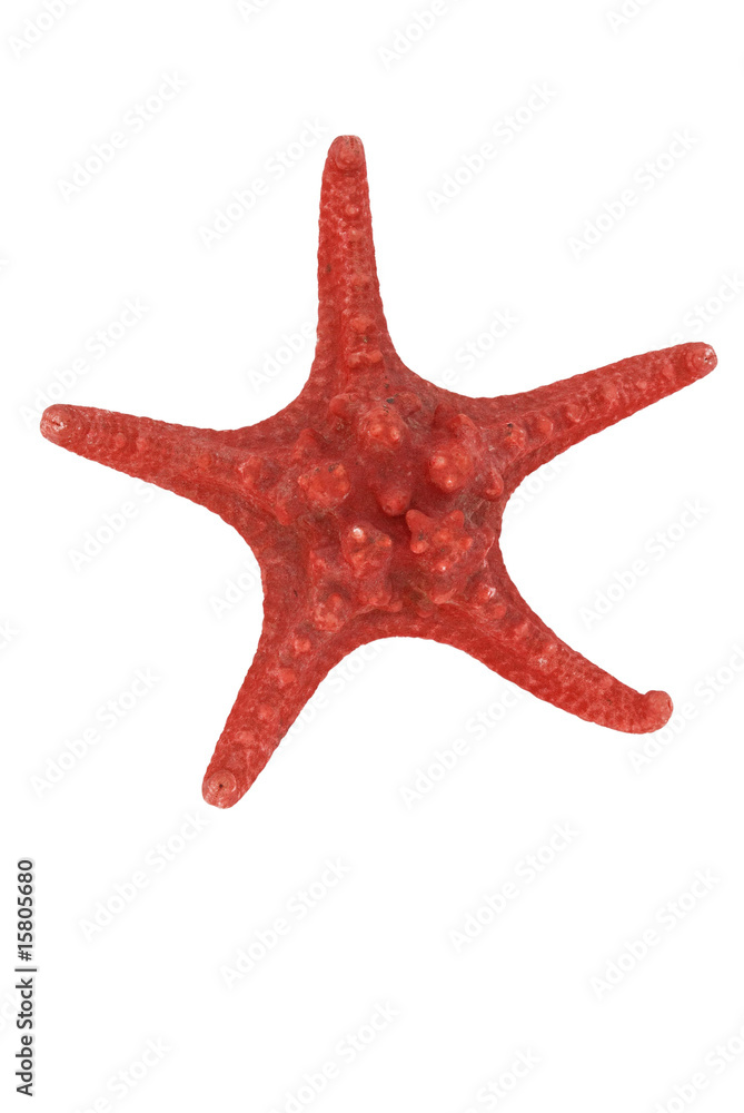 Souvenir starfish. Souvenir starfish.