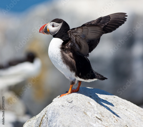 Puffin with wings outstreached