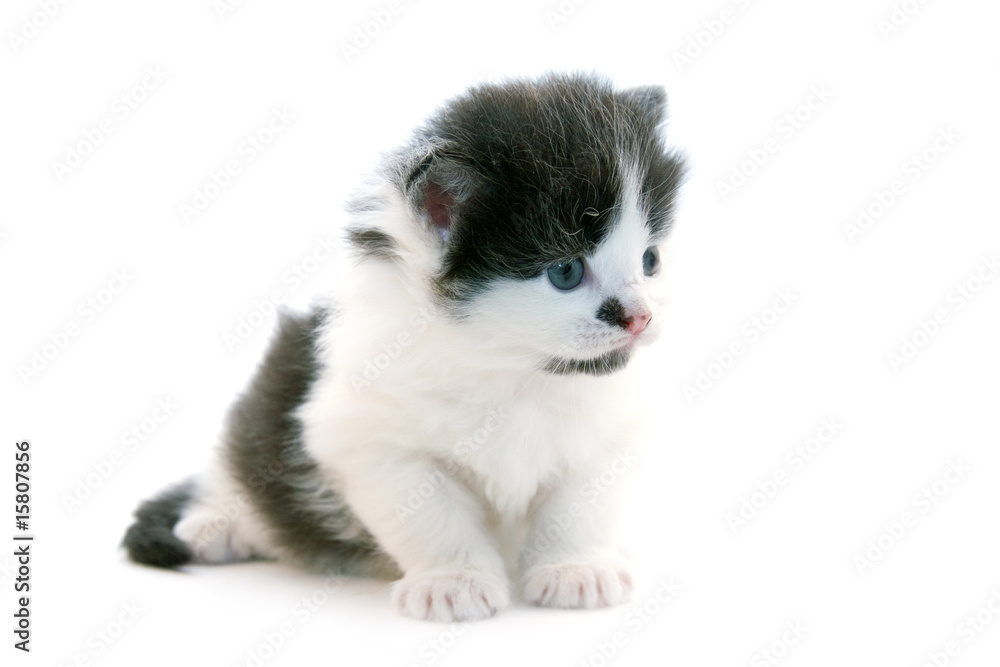 Obraz premium little kitten