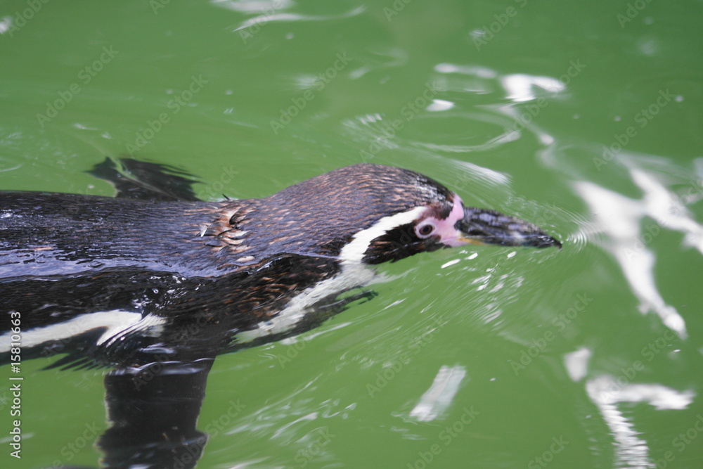 Obraz premium SONY DSC