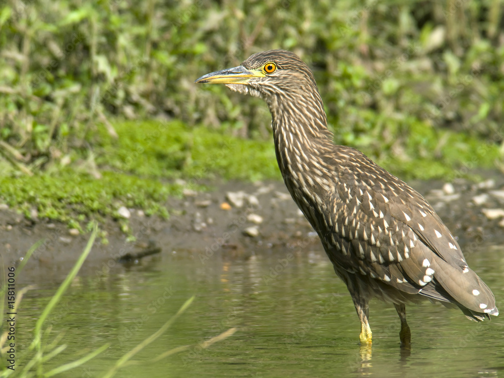 Obraz premium Black-crowned Night-Heron juvenile water