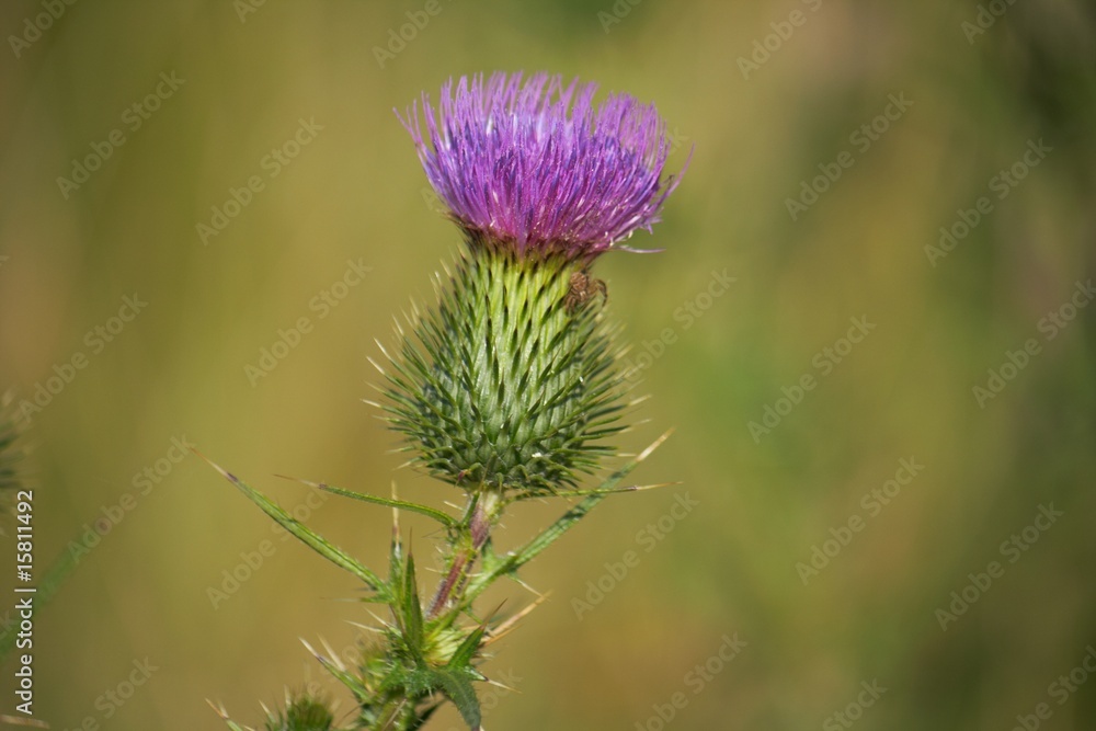 Blume Distel Blume Distel