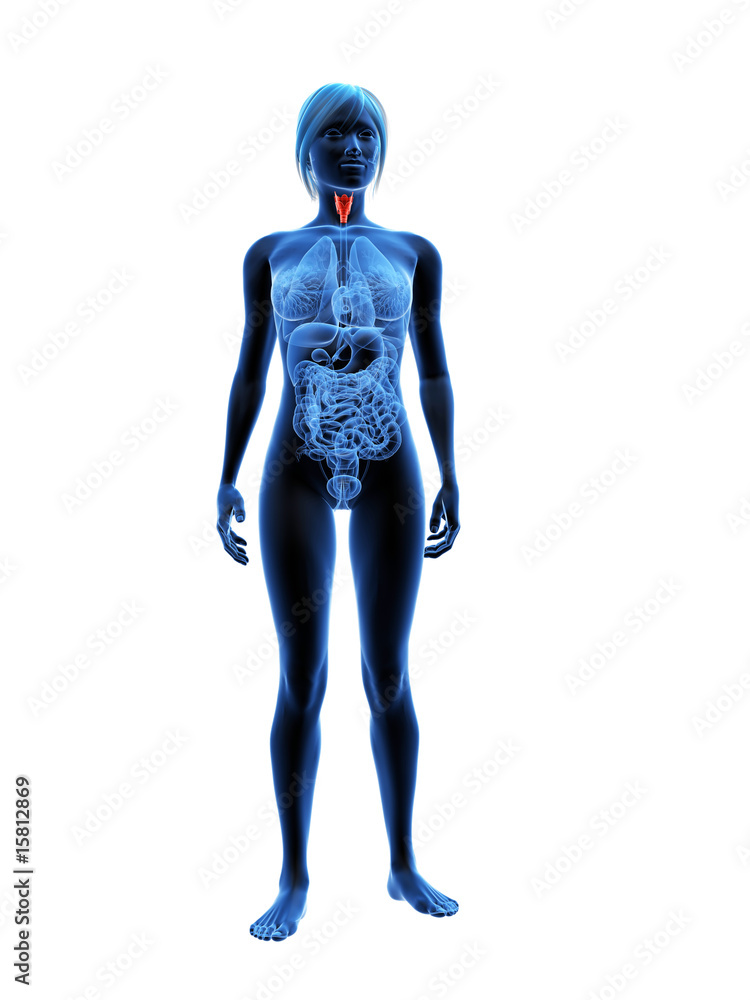 transparenter körper mit markiertem kehlkopf
