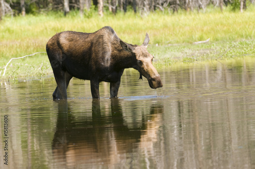 Female moose