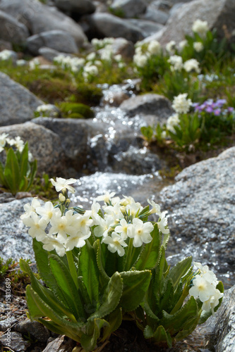 flowers and stream