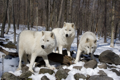 Arctic Wolves _MG_7889