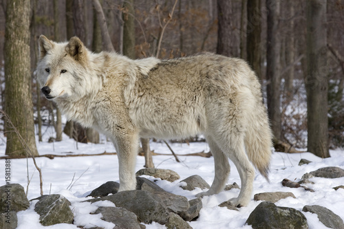 Timber Wolf _MG_7986
