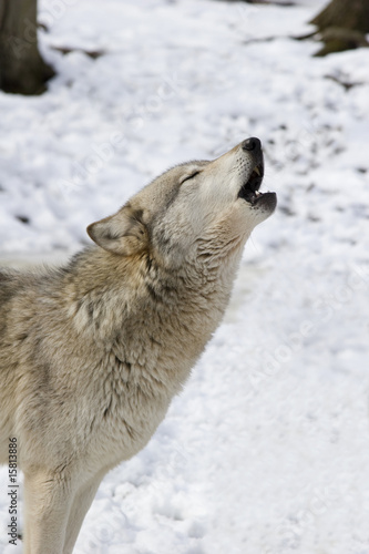 Timber Wolf Howling _MG_8102