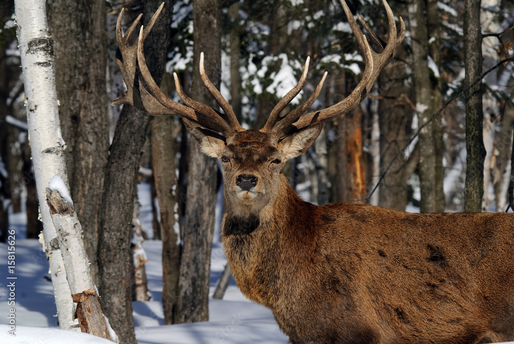 Elk Elk
