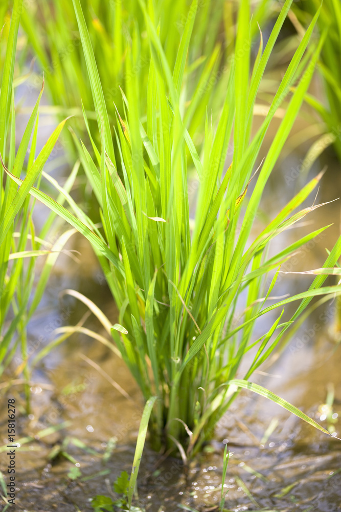 Obraz premium 稲