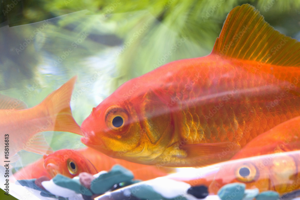 Obraz premium 金魚鉢