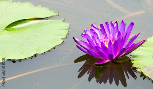 Purple water lily