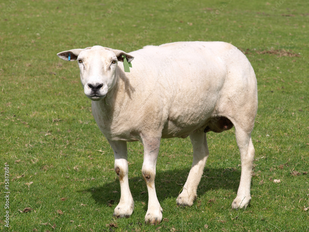 schaf schaf