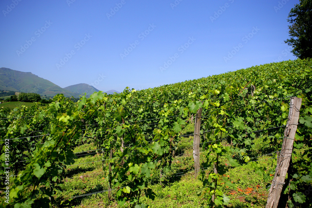 Fototapeta premium vignoble