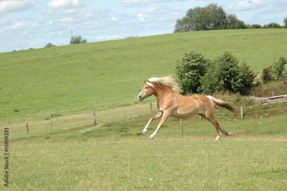 Obraz premium Galopp