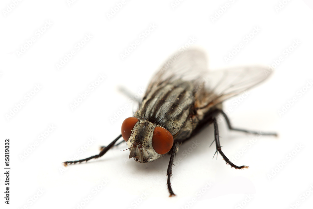 Naklejka premium fly