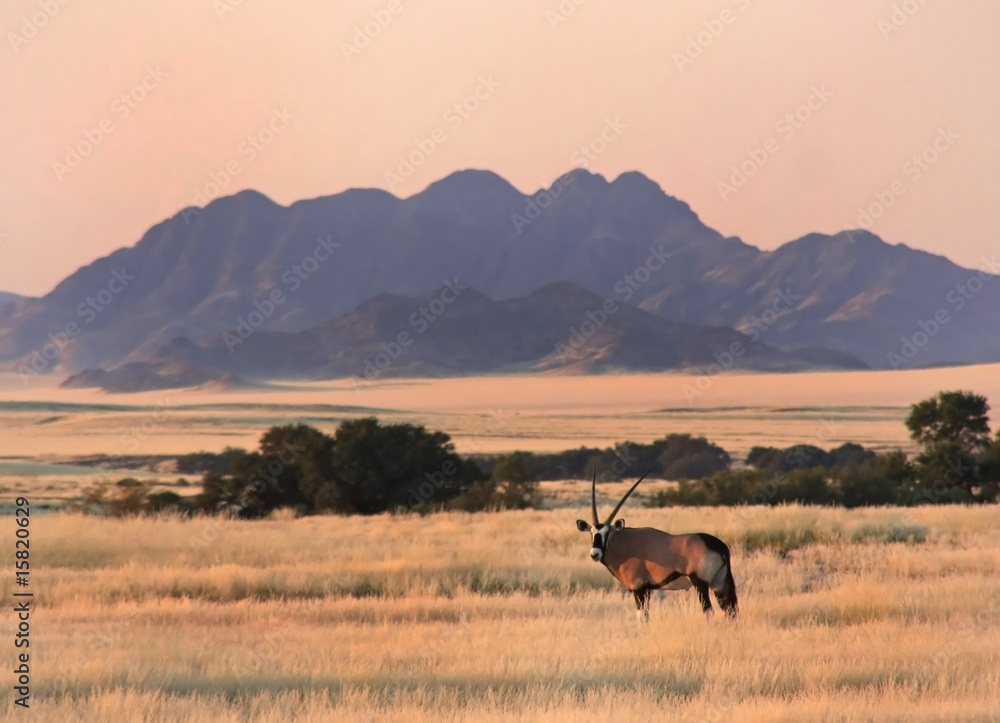 Naklejka premium Oryxantilope in der Namib Wüste