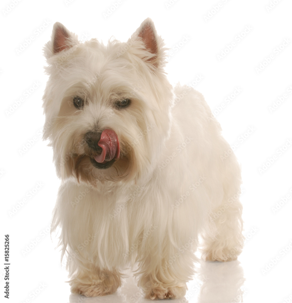 west highland white terrier licking lips in enjoyment