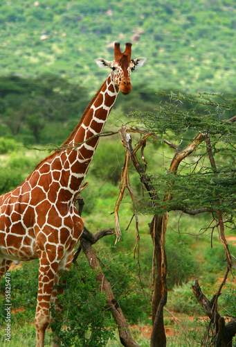 Photography Giraffe in the wild