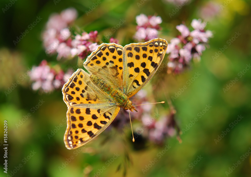 Butterfly Butterfly