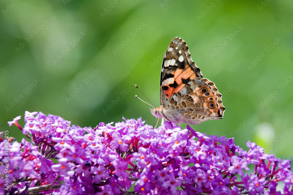 Obraz premium painted lady butterfly