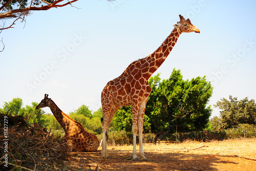 Couple of Giraffes photo