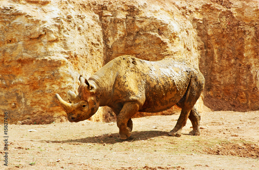 Fototapeta premium rhinocéros noir