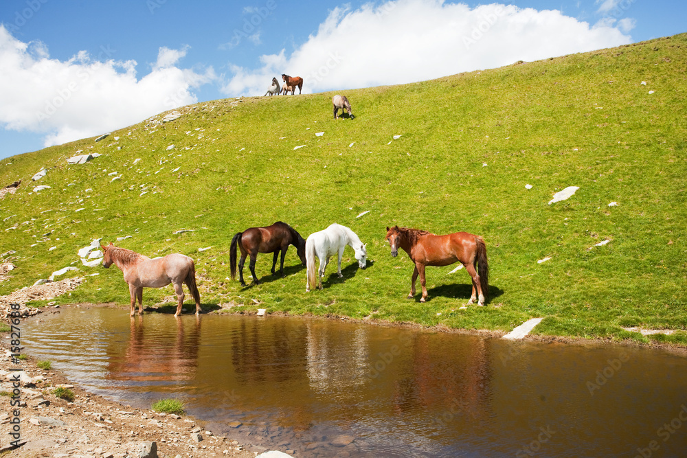 Obraz premium Horses near a pond in mountains
