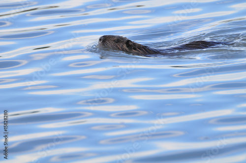 coypu or nutria swimming in a pond