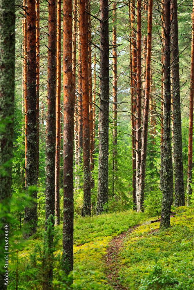 Obraz premium Fairy pinewood