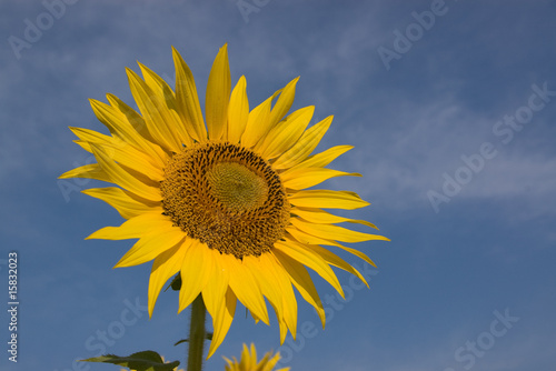 One sunflower close up