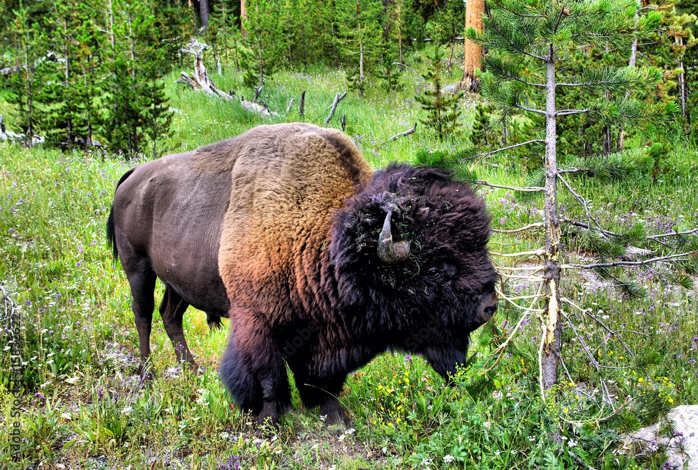bison bison