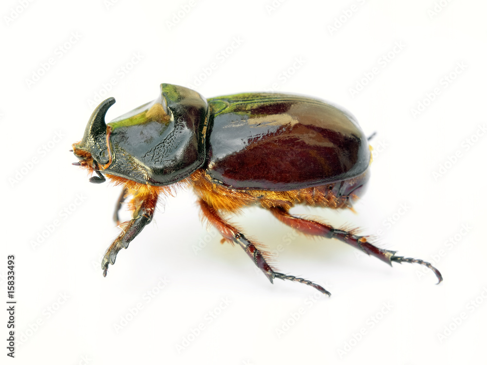 Scarab beetle Scarab beetle