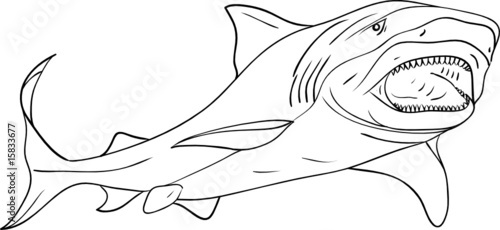 vector - shark contour isolated on background