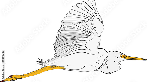vector - great egret  isolated on background