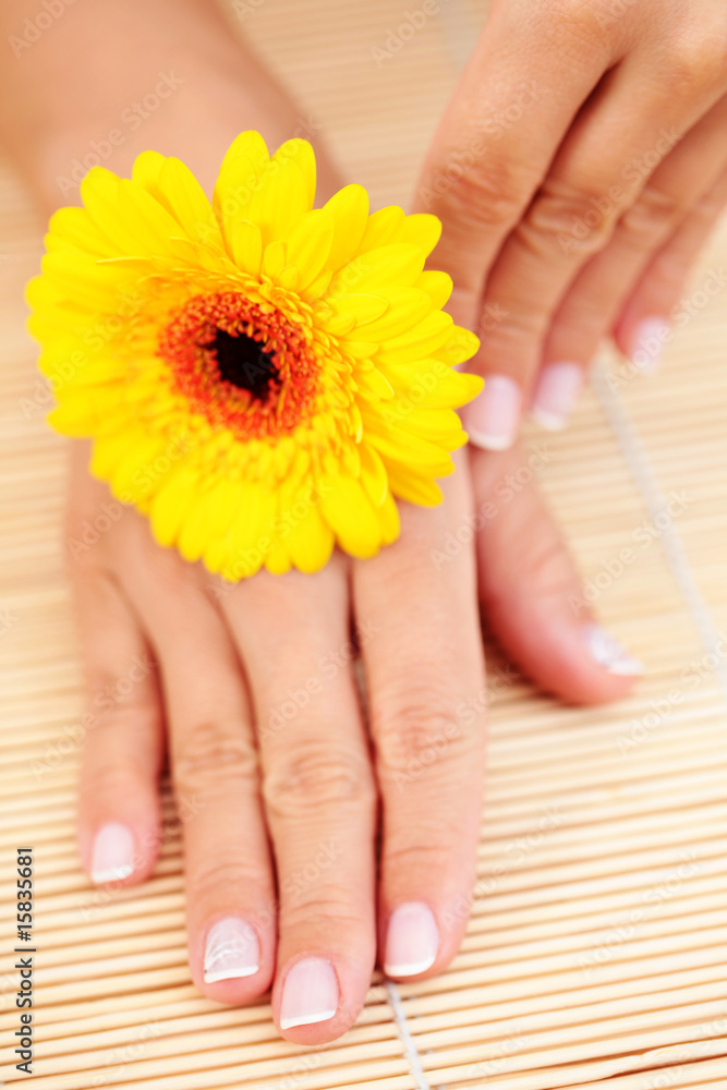 beautiful female hands beautiful female hands