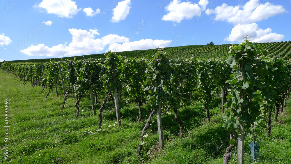 Obraz premium Weinberg