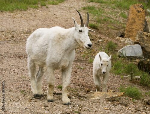 Female Mountain Goat with her Kid