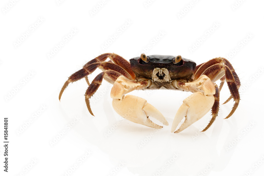 Crabe