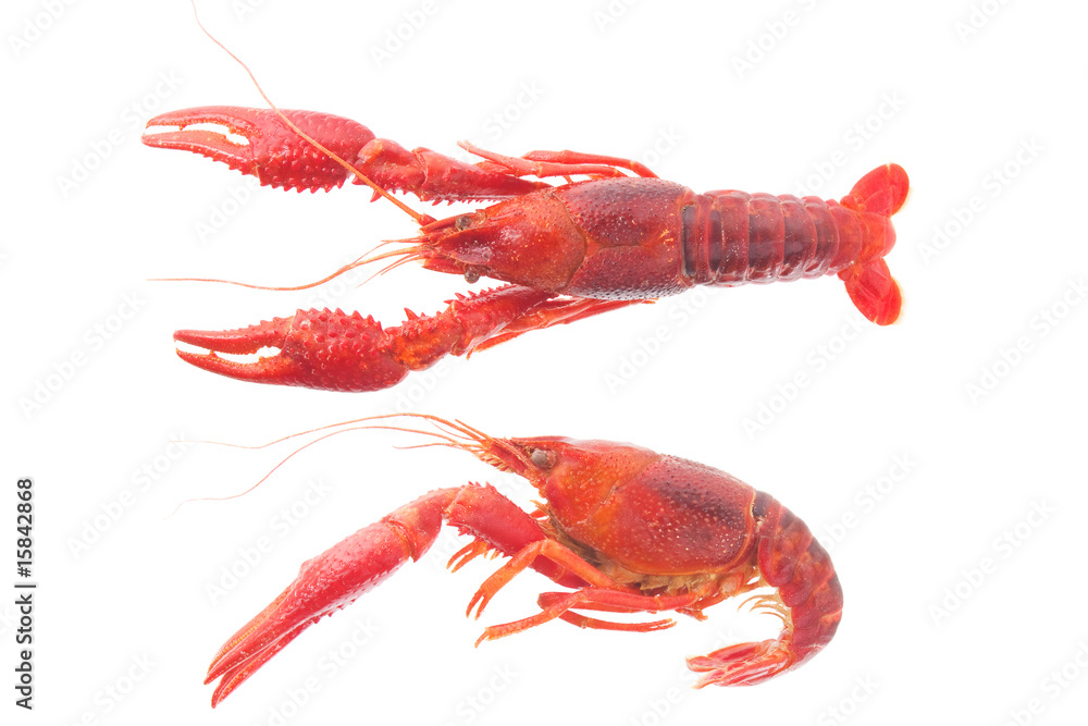 Craw-fish Craw-fish