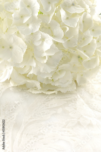 White hydrangea © brother wang